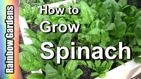 Spinach Plant Stages