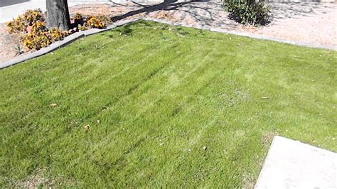 How to Plant Winter Grass: Update (3-4 months after planting the rye ...