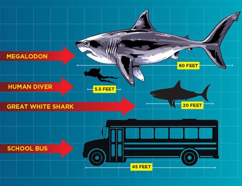 Great White Shark Size Comparison To Bus