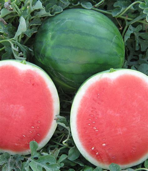 Organic Local Seedless Watermelon | Florida Fields to Forks