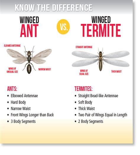 Have you found what looks like flying ants (termites) around your property?
