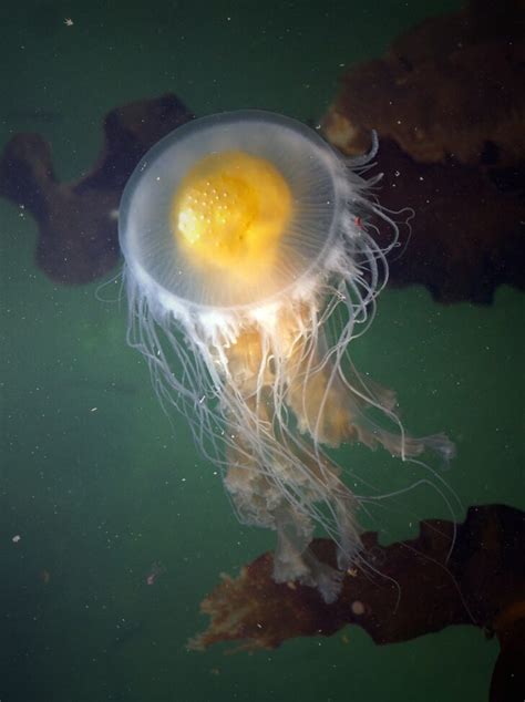 Sunny Side Up: Meet the Incredible Fried Egg Jellyfish