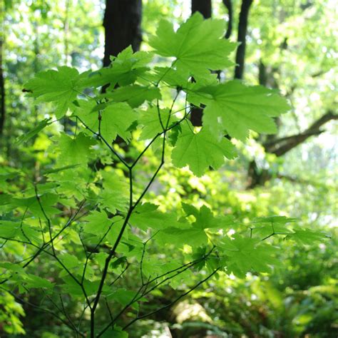 Vine Maple (Acer circinatum)