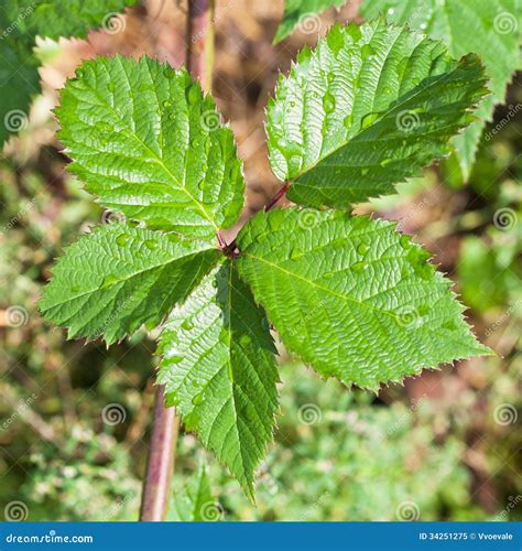 Green Leaves of Blackberry Bush Stock Image - Image of season, drop ...