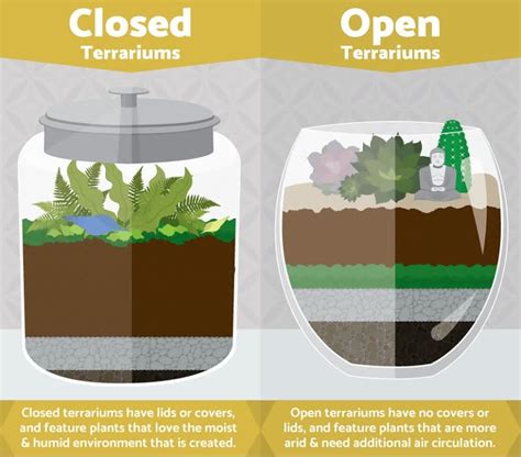 Terrarium: A Complete Guide on Terrarium Plants, Ideas & Building Kits ...