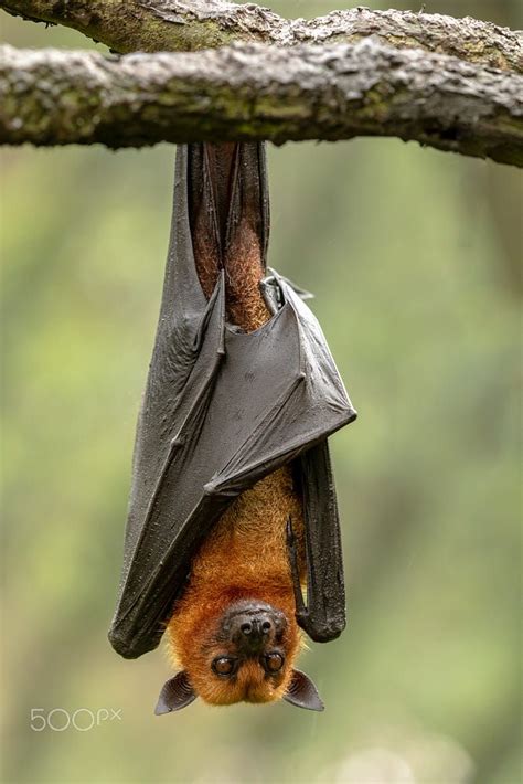 fruit bat (flying fox) | Bat flying, Fox bat, Fruit bat