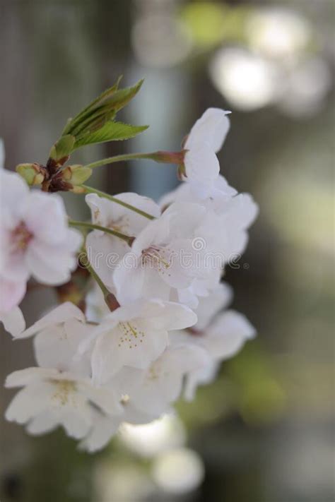 Cherry blossom stock photo. Image of wildflower, autumn - 232088406