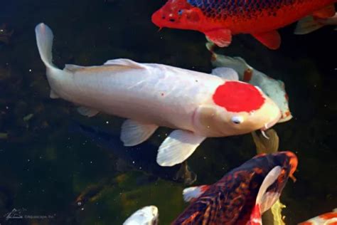 Kohaku Koi: The Popular Fish in the Pond - Aquascape, Inc.