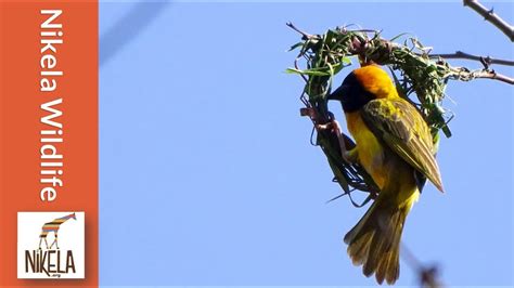 Watch a Weaver Bird build a nest in a single day - YouTube