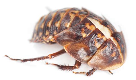 How Does Insecticide Work On Cockroaches? - Cockroach World