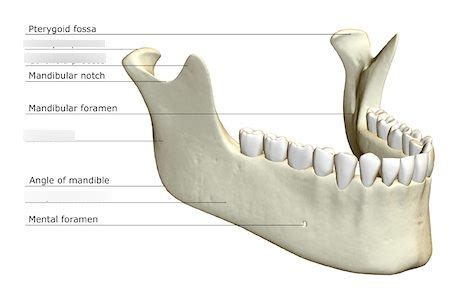 Mandible Bone (Jaw) Diagram | Quizlet