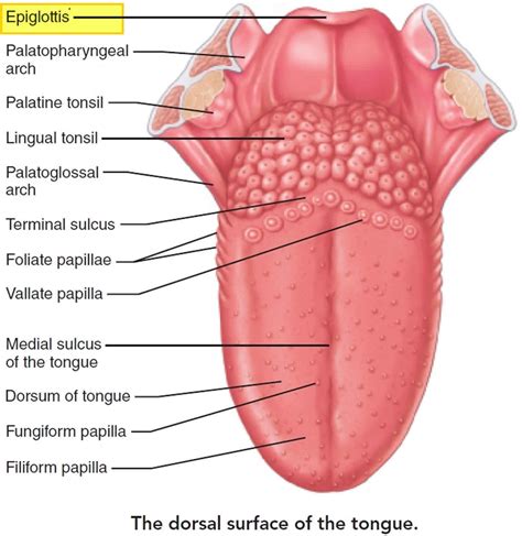 Epiglottis anatomy, location, function and epiglottis infection