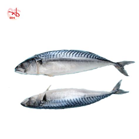 Pacific Mackerel – BOON HONG FISHERY SDN BHD