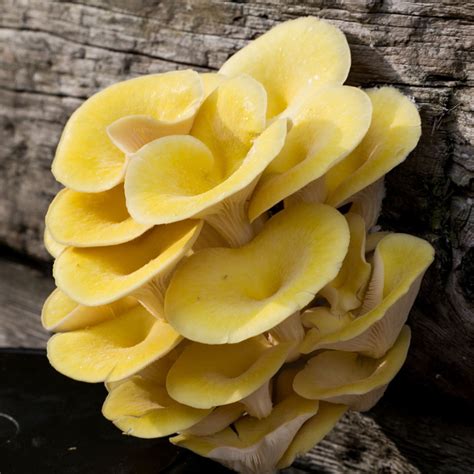 Yellow Oyster Mushrooms - Cluster or Trimmed - UK Next Day Delivery – Smithy Mushrooms | Exotic ...