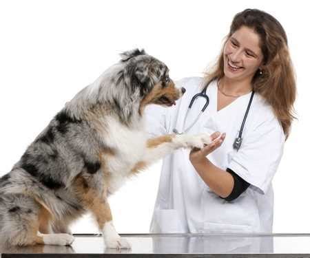 Australian Shepherd Health Concerns