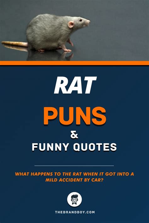 56+ Best Rat Puns and Funny Quotes - theBrandBoy.Com | Puns, Funny ...