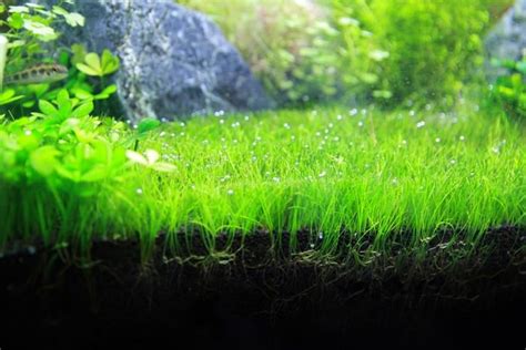 10 Best Aquarium Plants for Beginners - WondersList