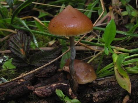 Shroomery - Psilocybe azurescens