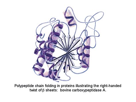 Polypeptide chain folding in proteins illustrating the right-handed ...