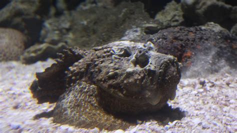 Stonefish stings woman on Magnetic Island, Queensland Ambulance Service says | Townsville Bulletin