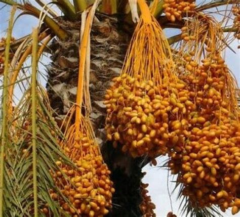 15 SEEDS Safawi Date Palm Tree Seeds | Etsy