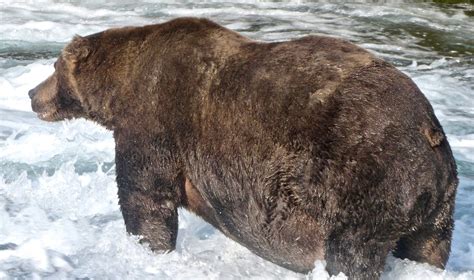 747 soars past the competition as Katmai’s new Fat Bear Week champion - Anchorage Daily News