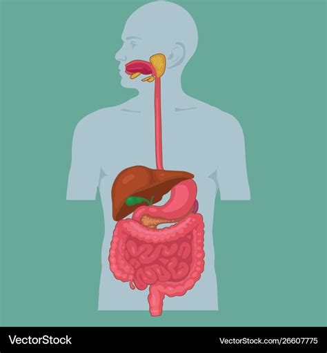 Digestive Systemjpg Digestive System For Kids Human