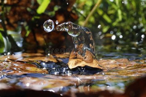 Macro of water droplets stock image. Image of macro - 248555941