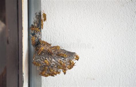 The Group of Yellow Jacket Wasp on Their Nest. Stock Image - Image of ...