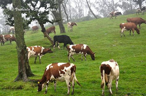 Ambewela Farm - Sri Lanka