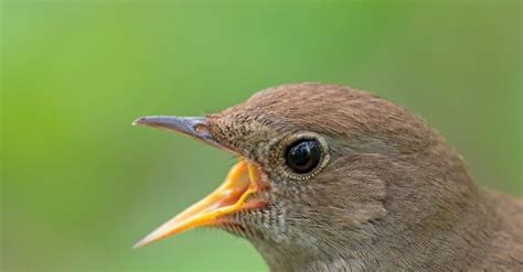 Nightingale - A-Z Animals