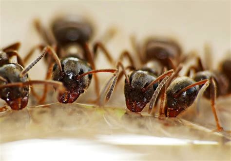 How to deal with little ants in winter. - Pestcontrolkitchener.ca