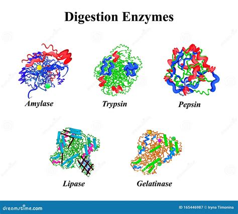 Enzyme Molecule Structure