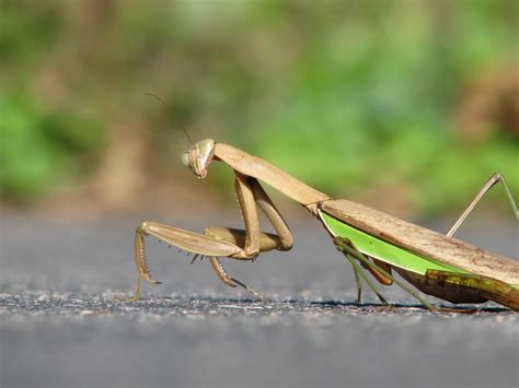 Brown and grey praying mantis on concrete surface 1895998 Stock Photo ...