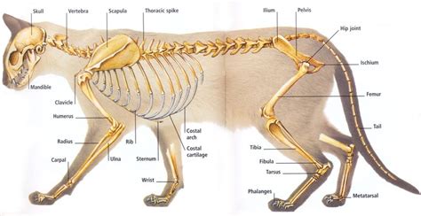 Comparative anatomy - O.P.A.