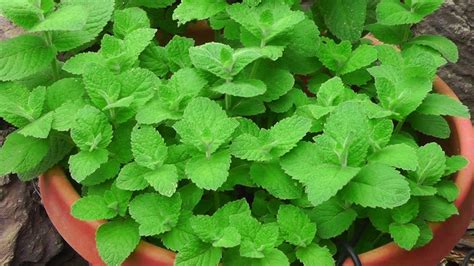 5 Health benefits of Mint Herb everyone must know