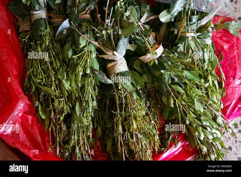 Khat Plant High Resolution Stock Photography and Images - Alamy