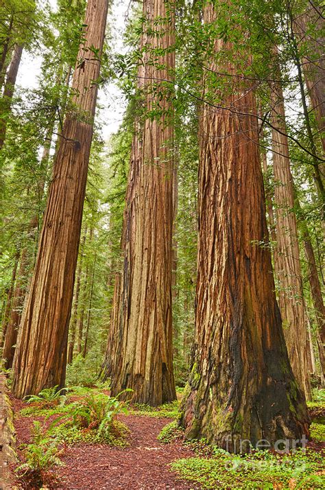 The beautiful and massive giant redwoods Sequoia sempervirens in Redwood National Park ...