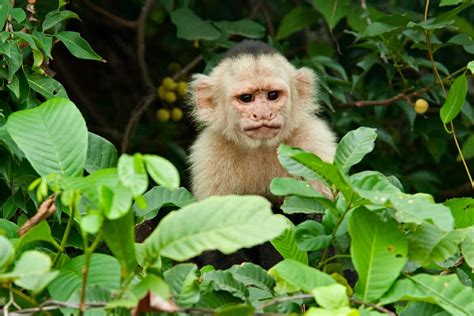 Wildlife of Monteverde Cloud Forest Reserve, Costa Rica