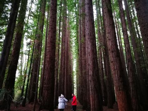 Californian Redwood Forest walk, Warburton - Walking Maps