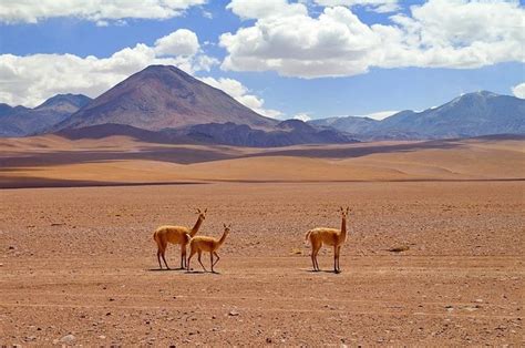 Desierto De Atacama