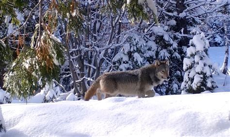 New Gray Wolf Pack Confirmed in Tulare County - Redheaded Blackbelt