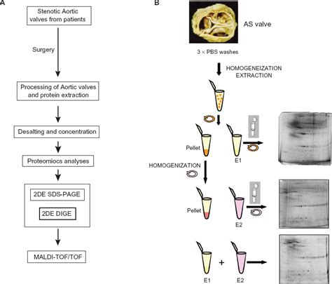 Diagram illustrating the protein extraction method employed for AS ...