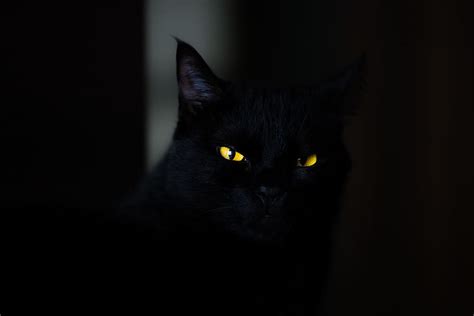 HD wallpaper: closeup photo of black cat, eye, yellow eye, scary, fear ...