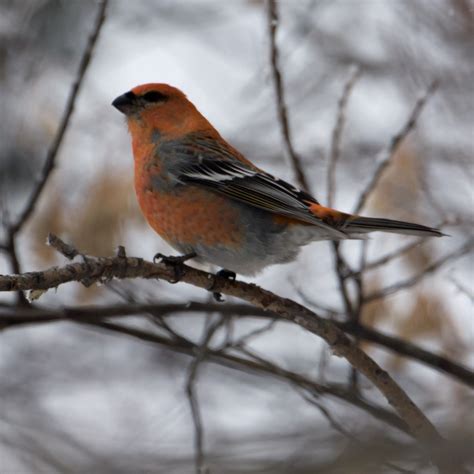 ALONE ON A WINDY RIDGE: Pine grosbeak russet variant