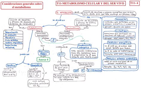 Metabolismo Celular Mapa Mental | Images and Photos finder