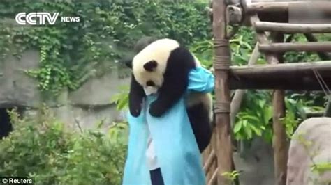 Lazy baby panda in a sanctuary refuses to get down from its nap in a ...