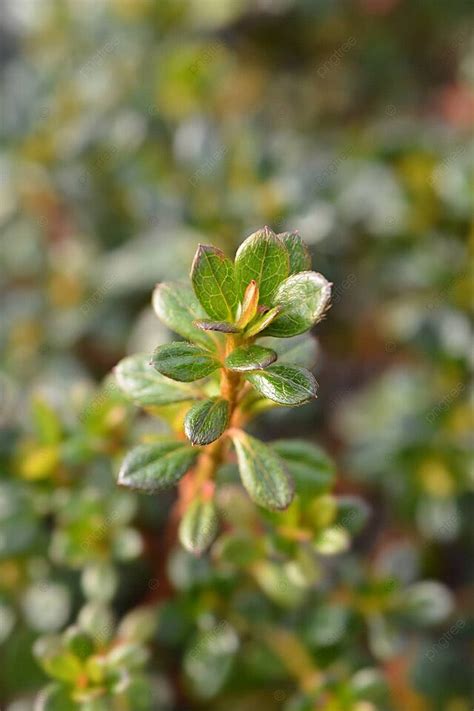 Japanese Azalea Evergreen Nature Leaf Photo Background And Picture For Free Download - Pngtree