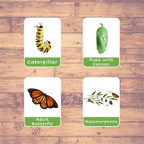 BUTTERFLY LIFE CYCLE - Flash Cards | Montessori | Educational ...