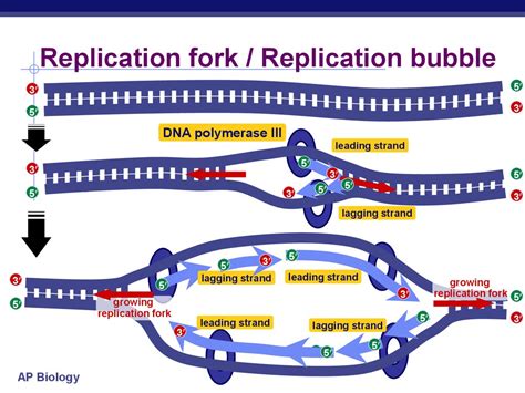 Dna Replication Bubble Diagram